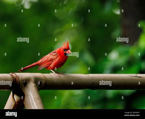 Northern cardinal is a popular bird in northern New Jersey. Male and ...