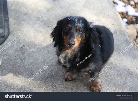 Silver Double Dapple Dachshund