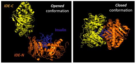 Modulation of Insulin Sensitivity by Insulin-Degrading Enzyme