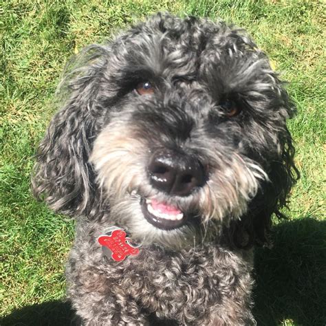 Schnauzer Poodle Mix