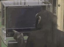 Image result for Monkey Using a Computer GIF