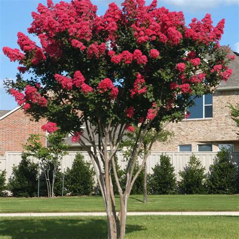 Crape Myrtle - Tree Mart