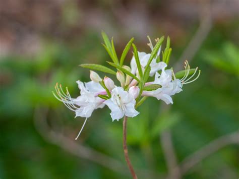Mountain Azalea Info: Tips For Growing Wild Azaleas In Gardens