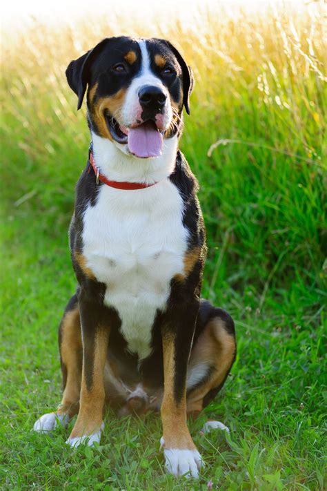 What Is The Friendliest Large Dog