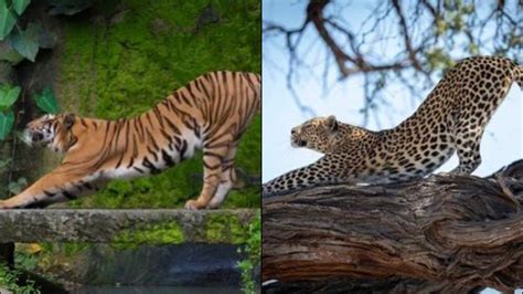 Spare a minute to see pics of these animals doing the perfect stretch ...