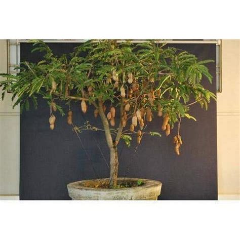 Creative Farmer Live Plant Tamarind Massive Tree Tamarind Fruit ...