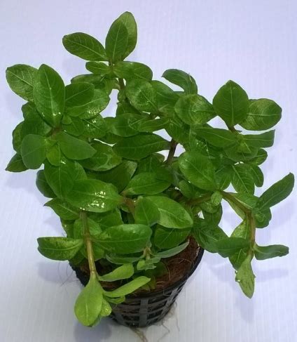 Staurogyne Repens - AP030 – Splashy Fin Aquarium Bengaluru