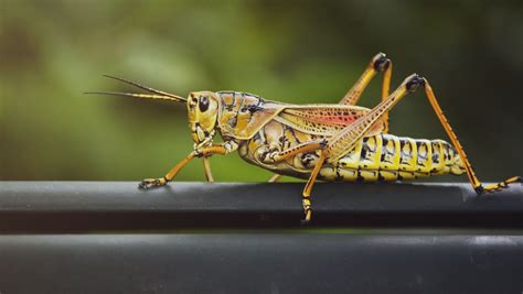 Grasshopper — Lemondim
