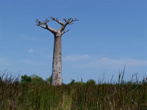 Baobab trees in Africa dying at an alarming rate: Interesting facts ...