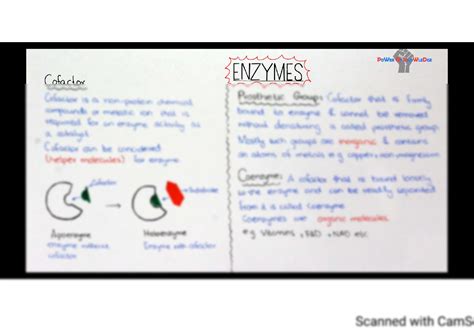 SOLUTION: Enzymes cofactors coenzyme vs prosthetic group apoenzyme vs holoenzyme - Studypool