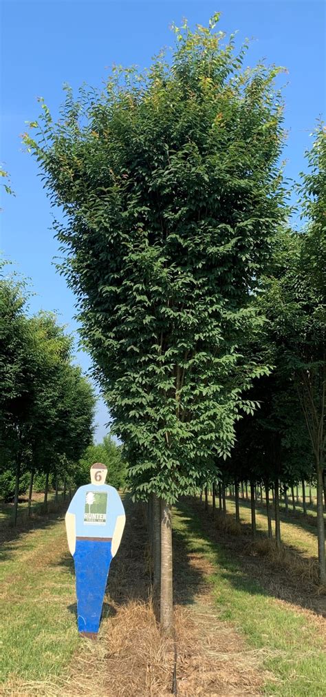 Zelkova serrata 'Musashino' Archives - Hunter Trees, LLC