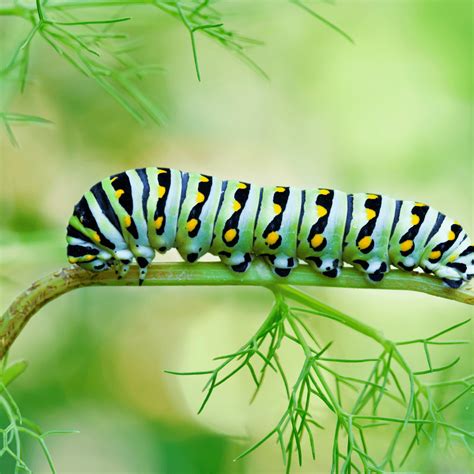 Do Caterpillars Eat Orange Peels at Edward Padgett blog