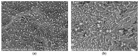 Persistence Infection of TGEV Promotes Enterococcus faecalis Infection ...