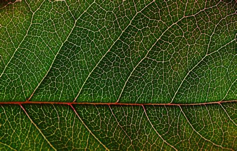 Image result for Leaf Texture High Resolution