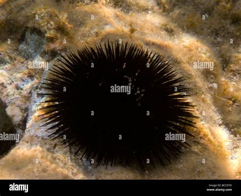 Black sea urchin Stock Photo - Alamy