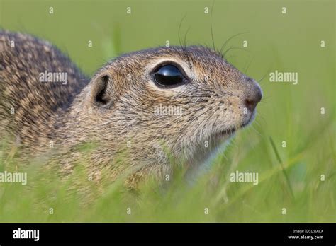 Image result for Using Arduino for Object Recognition