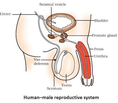 Image result for Reproduction Class 10 Videos