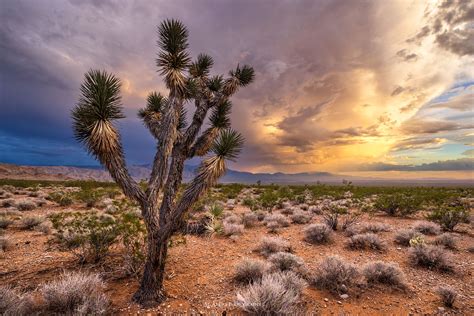 The four deserts of North America, plus the Colorado Plateau | Nathan ...