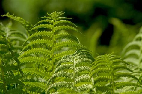 Image result for Fern Types