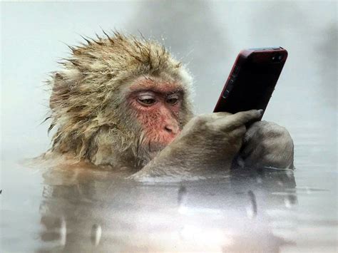 Ridiculously Photogenic Monkey : pics