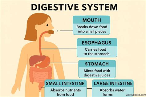 Digestive Process for Kids 的图像结果