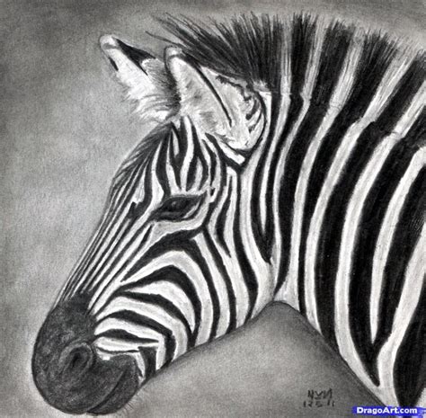 How To Draw A Zebra, Draw A Realistic Zebra, Step by Step, Drawing Guide, by finalprodigy ...