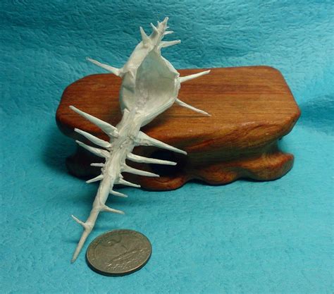 Image result for Origami Shell Tutorial