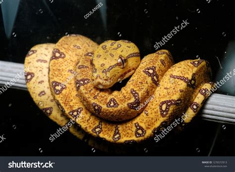 Image result for Yellow Green Tree Python
