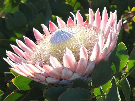 Indigenous Bloom: Discover Native Plants for Your Garden
