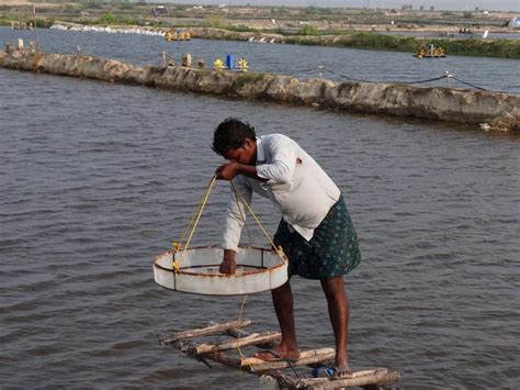 Bioclean Aqua Plus - Aqua Probiotics For Vannamei Shrimp, probiotics ...