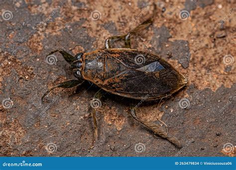 Queen Water Bug at Darrel Ferreira blog