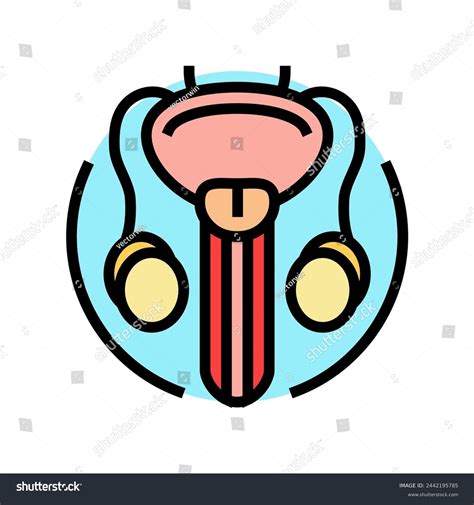 Urethral Stricture Problems: Over 5 Royalty-Free Licensable Stock Illustrations & Drawings ... - illustration of urethral sound