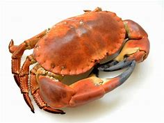 Buy Whole Cooked English Crab | Freshly Frozen | The Fish Society