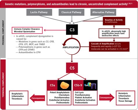 Image result for Complement System Disorders