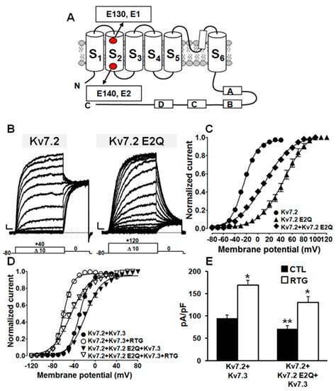 Epileptic Encephalopathy In A Patient With A Novel Variant In The Kv7.2 ...