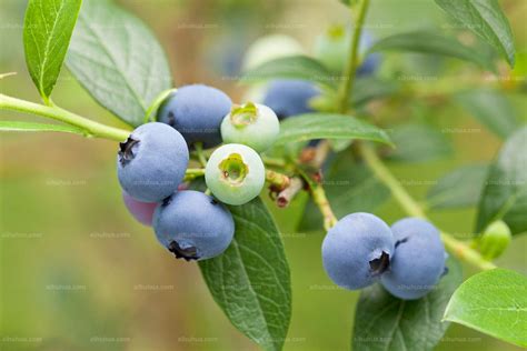 蓝莓图片_的蓝莓图片大全 - 花卉网