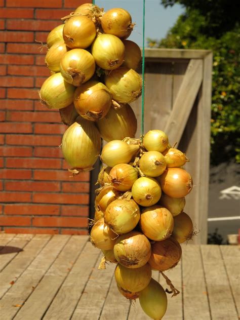 Onions: Stringing for Storage - Rediscover Modern Homesteading