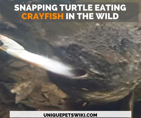 Image result for Snapping Turtle Food