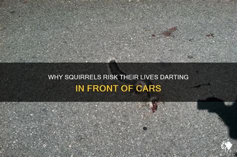 Image result for Girls Running Over Squirrels with Their Cars