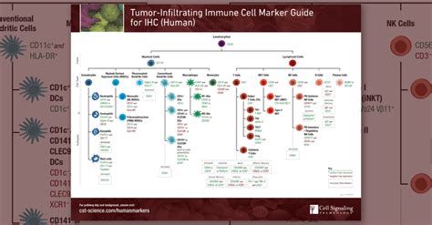 Image result for Lymphocyte Lineage Modulator
