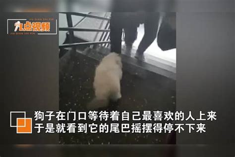 狗摇尾巴时，究竟在想什么？