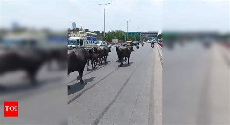 Buffaloes take a stroll on Noida Elevated Road, spark safety concerns ...