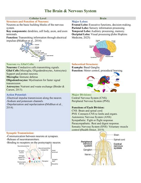 Image result for Brain Nervous System Function