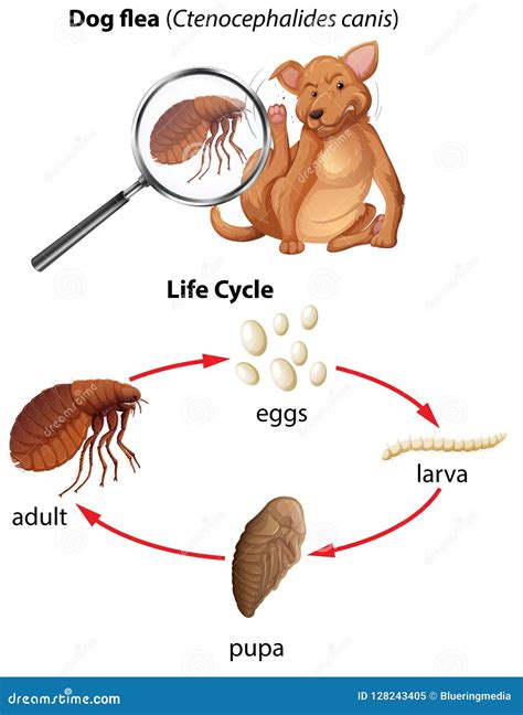 Life Cycle Dog Stock Illustrations – 79 Life Cycle Dog Stock ...