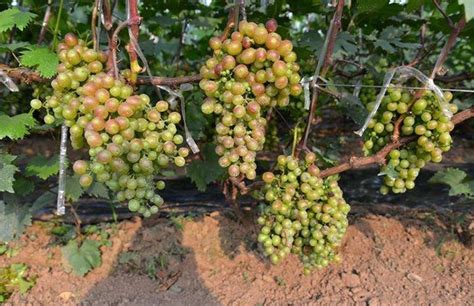 葡萄几月种植?葡萄移栽最佳时间-种植技术-中国花木网