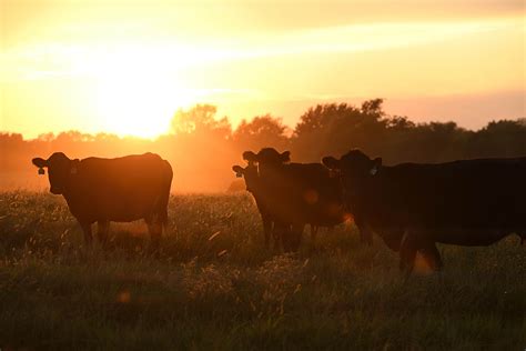 Image result for Process Beef