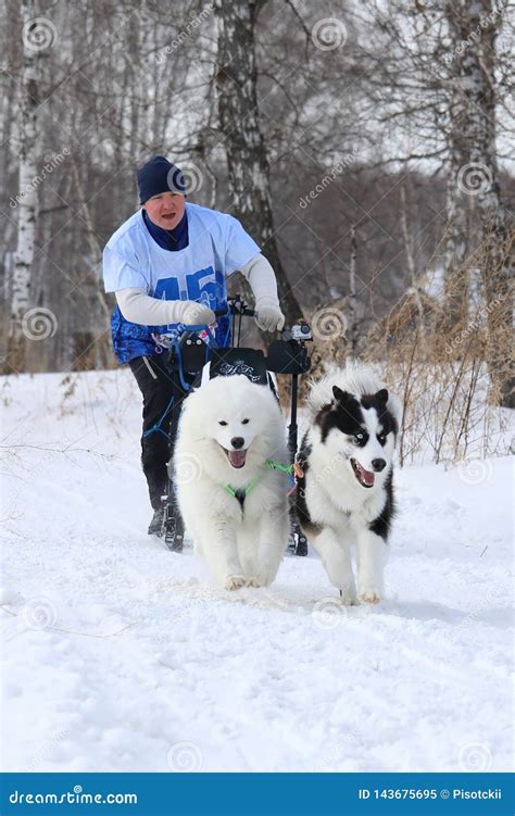 Samoyed Husky and Siberian Husky Fun Running in a Team in Novosibirsk ...