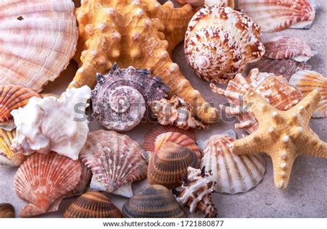 Image result for Shells Length