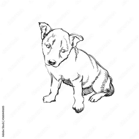 Image result for Small Dog Drawing
