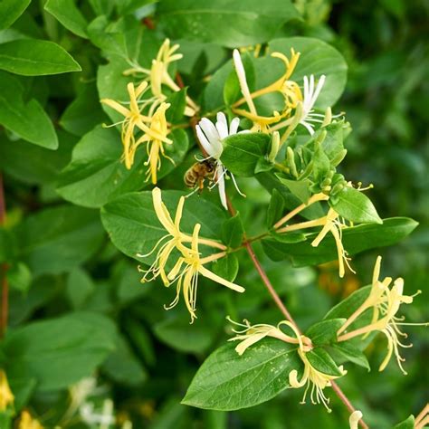 14 Worst Invasive Plants In Illinois (And 28 Natives To Plant Instead)